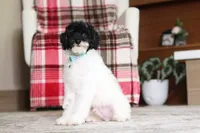 Harley, a male Poodle - Miniature  for sale in Millersburg, OH – 5 of 7