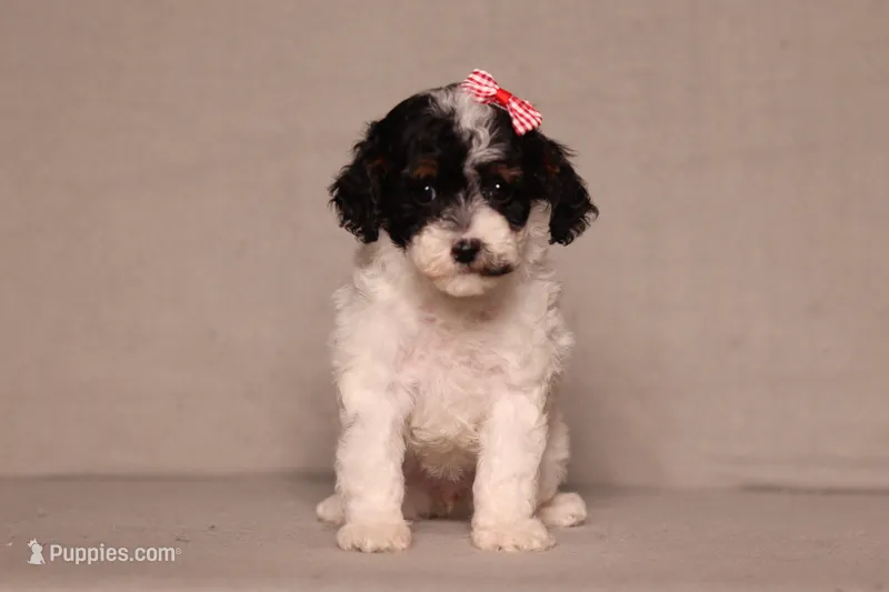 Harper – Poodle - Miniature  puppy for sale in Millersburg, OH