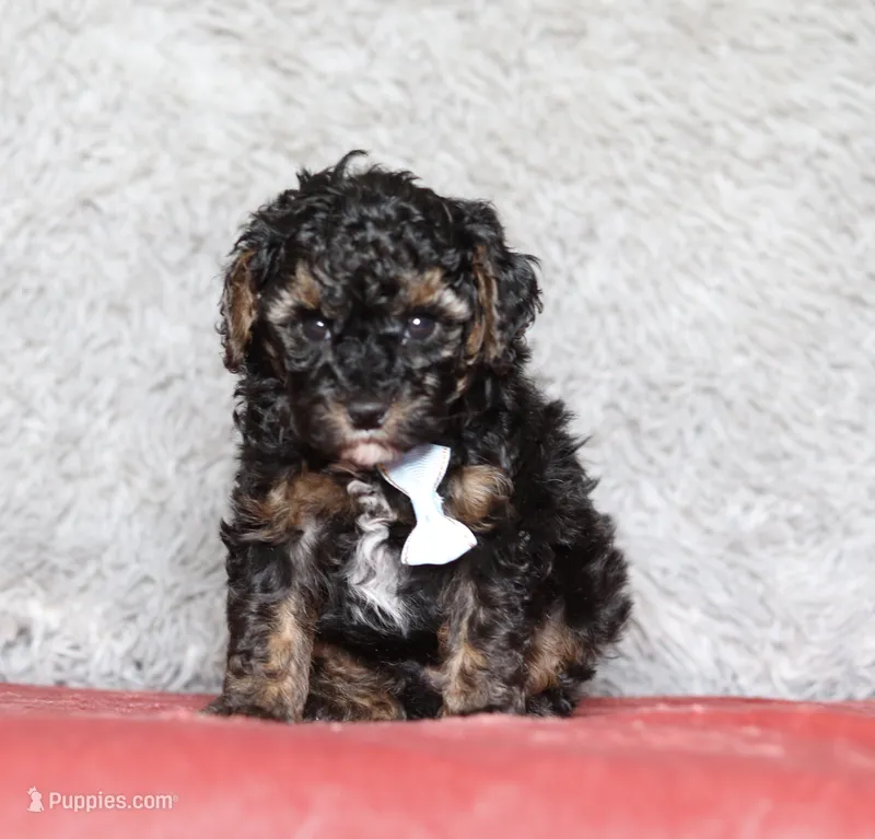 Ranger – Poodle - Miniature  puppy for sale in Millersburg, OH