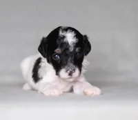 Holly, a female Poodle - Miniature  for sale in Millersburg, OH – 2 of 4