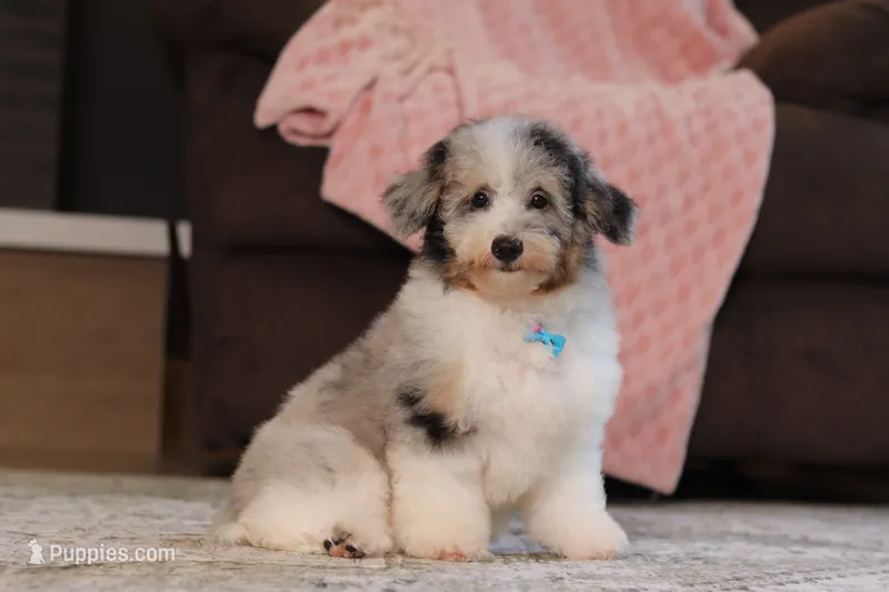 Bandit (AKC) – Poodle - Miniature  puppy for sale in Millersburg, OH