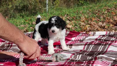 Jace (AKC), a male Poodle - Miniature  for sale in Millersburg, OH – 6 of 6