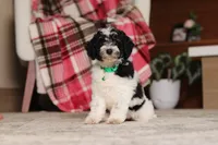 Millie (AKC), a female Poodle - Miniature  for sale in Millersburg, OH – 4 of 7