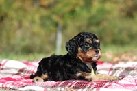 Dax, a male Cavapoo for sale in Millersburg, OH – 6 of 8