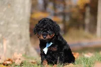 Carson (AKC), a male Poodle - Miniature  for sale in Millersburg, OH – 4 of 8