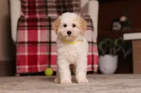 Maisie (AKC), a female Poodle - Miniature  for sale in Millersburg, OH – 5 of 7