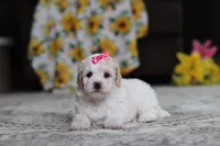 Maisie, a female Poodle - Miniature  for sale in Millersburg, OH – 3 of 3