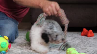 Bella (AKC), a female Poodle - Miniature  for sale in Millersburg, OH – 4 of 4
