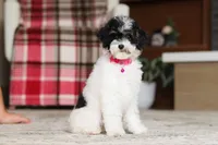 Harper, a female Poodle - Miniature  for sale in Millersburg, OH – 5 of 7