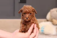Vanna, a female Poodle - Miniature  for sale in Millersburg, OH – 2 of 4