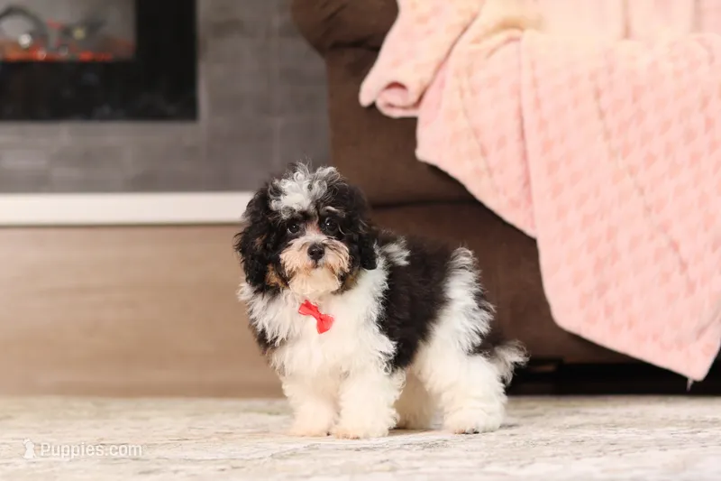 Dawson (AKC) – Poodle - Miniature  puppy for sale in Millersburg, OH