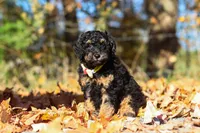 Sterling (AKC), a male Poodle - Miniature  for sale in Millersburg, OH – 5 of 9