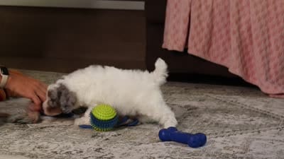 Jasper, a male Poodle - Miniature  for sale in Millersburg, OH – 4 of 4