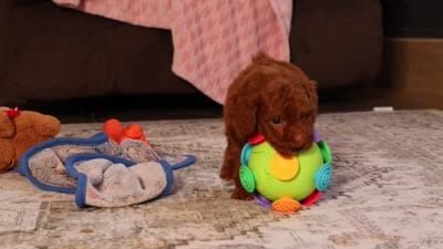 Murphy (AKC), a male Poodle - Miniature  for sale in Millersburg, OH – 7 of 7