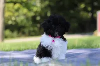 Daisy (AKC), a female Poodle - Miniature  for sale in Millersburg, OH – 2 of 4