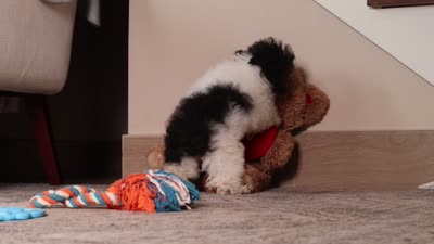 Rose, a female Poodle - Toy  for sale in Millersburg, OH – 5 of 5
