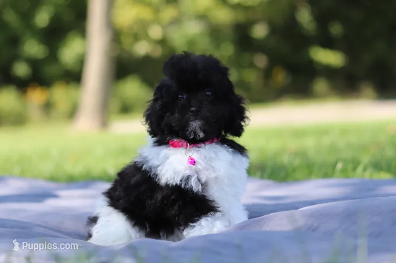 Daisy (AKC) – Poodle - Miniature  puppy for sale in Millersburg, OH