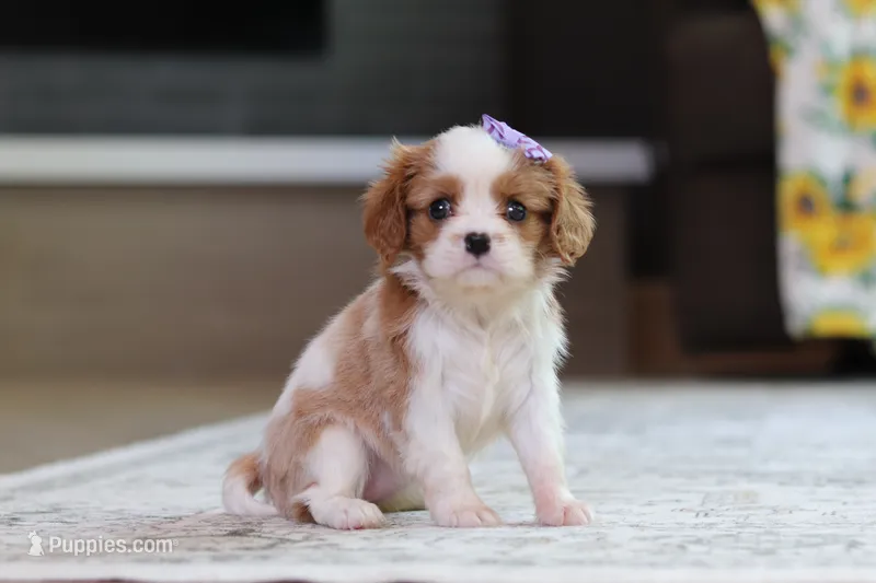 Sammy – Cavalier King Charles Spaniel puppy for sale in Millersburg, OH
