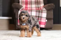 Ace, a male Poodle - Miniature  for sale in Millersburg, OH – 2 of 5