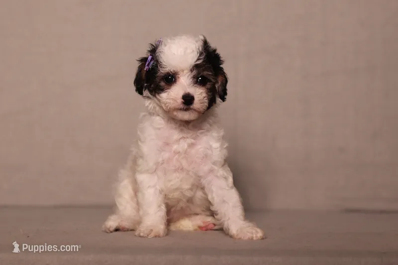 Hazel – Poodle - Miniature  puppy for sale in Millersburg, OH