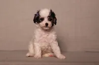 Hazel, a female Poodle - Miniature  for sale in Millersburg, OH – 1 of 4