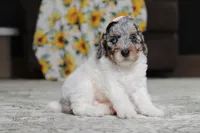 Mabel, a female Poodle - Miniature  for sale in Millersburg, OH – 4 of 5