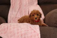 Vince (AKC), a male Poodle - Miniature  for sale in Millersburg, OH – 3 of 8