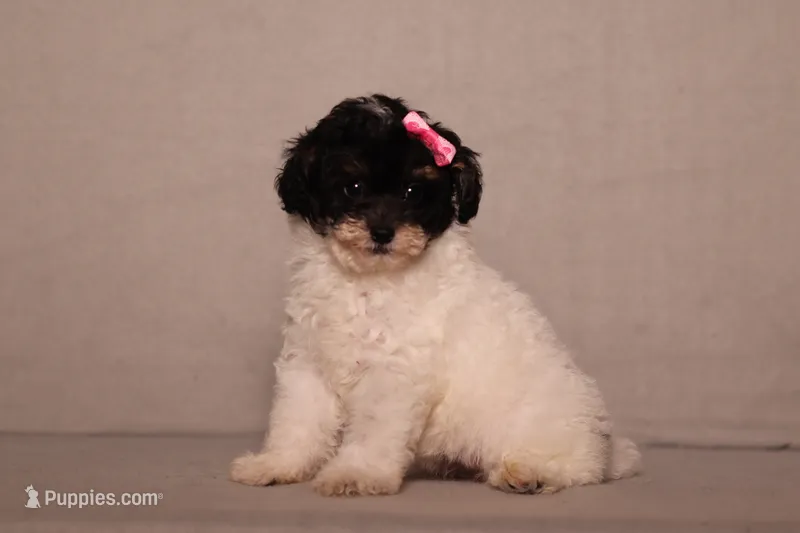 Amber – Poodle - Miniature  puppy for sale in Millersburg, OH
