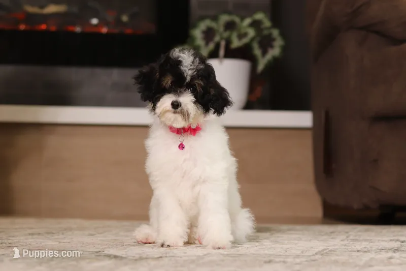 Harper – Poodle - Miniature  puppy for sale in Millersburg, OH