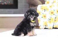 Axel (AKC), a male Poodle - Miniature  for sale in Millersburg, OH – 1 of 7