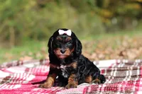 Della, a female Cavapoo for sale in Millersburg, OH – 3 of 7