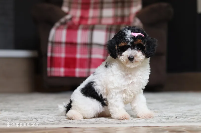Avery – Poodle - Miniature  puppy for sale in Millersburg, OH
