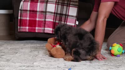 Ace, a male Poodle - Miniature  for sale in Millersburg, OH – 5 of 5