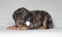 Ace, a male Poodle - Miniature  for sale in Millersburg, OH – 2 of 4