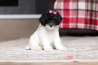 Holly, a female Poodle - Miniature  for sale in Millersburg, OH – 2 of 4