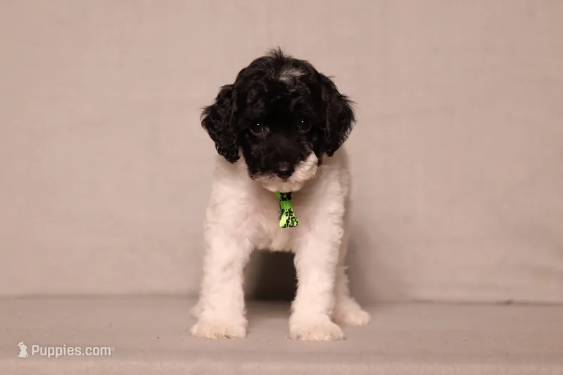 Harley – Poodle - Miniature  puppy for sale in Millersburg, OH