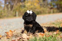 Sadie (AKC), a female Poodle - Miniature  for sale in Millersburg, OH – 4 of 9
