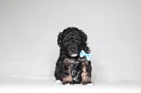 Axel, a male Poodle - Miniature  for sale in Millersburg, OH – 2 of 3