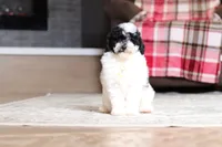 Domino, a male Poodle - Miniature  for sale in Millersburg, OH – 3 of 5