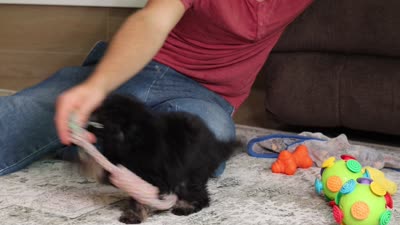 Dexter (AKC), a male Poodle - Miniature  for sale in Millersburg, OH – 4 of 4