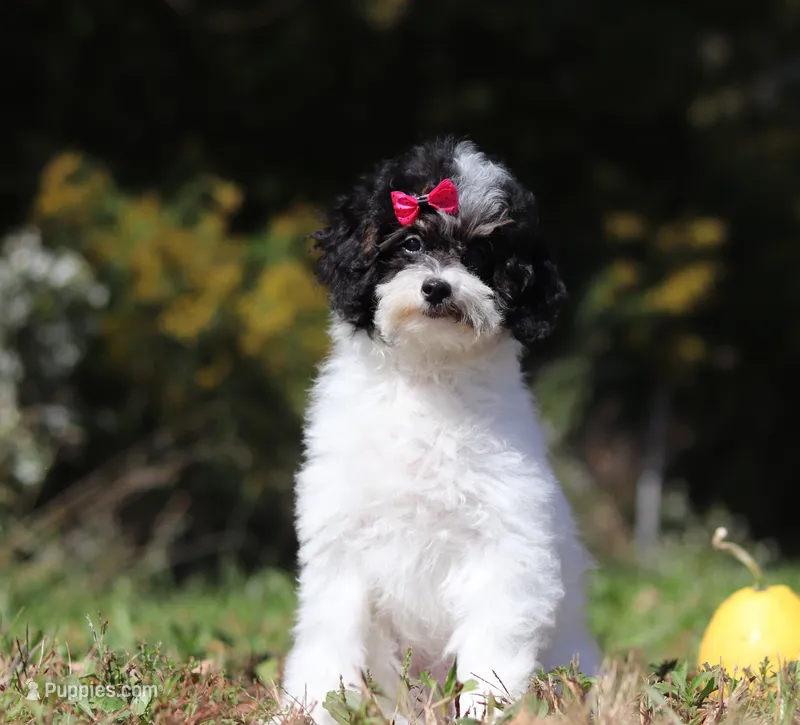 Harper – Poodle - Miniature  puppy for sale in Millersburg, OH