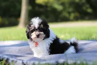 Dawson (AKC), a male Poodle - Miniature  for sale in Millersburg, OH – 2 of 4