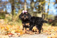 Sophia (AKC), a female Poodle - Miniature  for sale in Millersburg, OH – 4 of 7