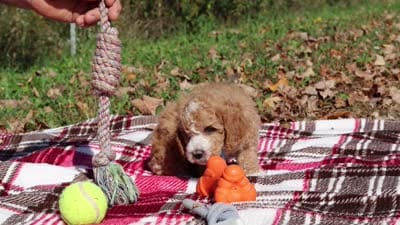 August (AKC), a male Poodle - Miniature  for sale in Millersburg, OH – 6 of 6