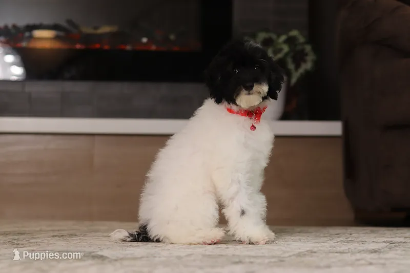Harley – Poodle - Miniature  puppy for sale in Millersburg, OH