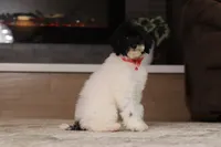 Harley, a male Poodle - Miniature  for sale in Millersburg, OH – 1 of 7