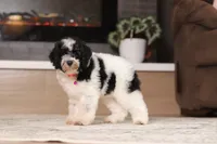 Millie (AKC), a female Poodle - Miniature  for sale in Millersburg, OH – 2 of 7