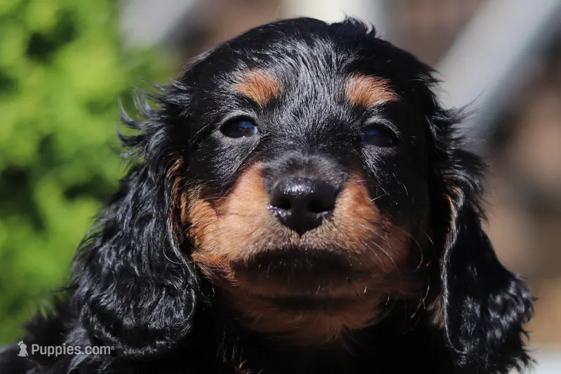 Benson (AKC) – Dachshund puppy for sale in Millersburg, OH