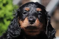 Benson (AKC), a male Dachshund for sale in Millersburg, OH – 1 of 5