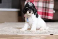 Hunter, a male Poodle - Miniature  for sale in Millersburg, OH – 3 of 5